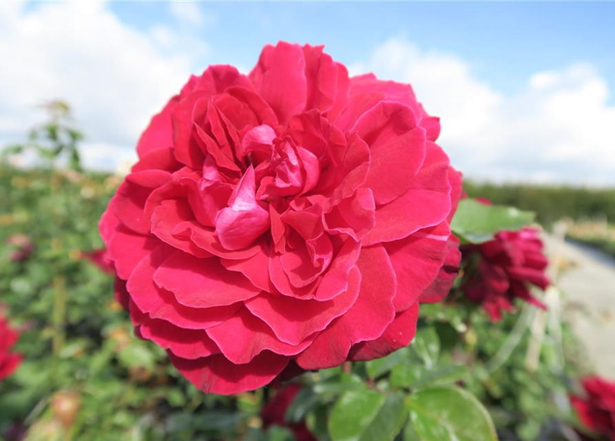 Edelrose 'Bellevue'®