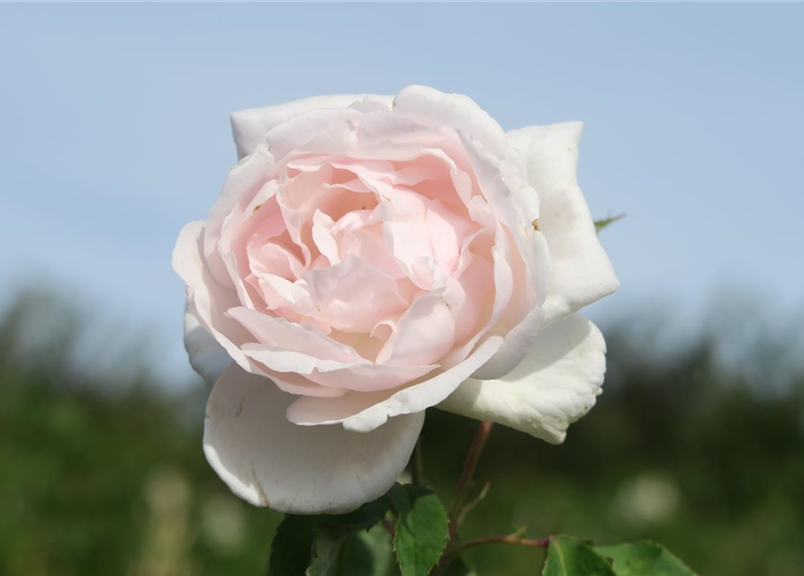 Kletterrose 'Madame Alfred Carrière'