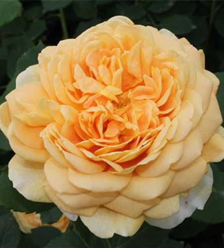 Strauchrose 'Golden Celebration'®