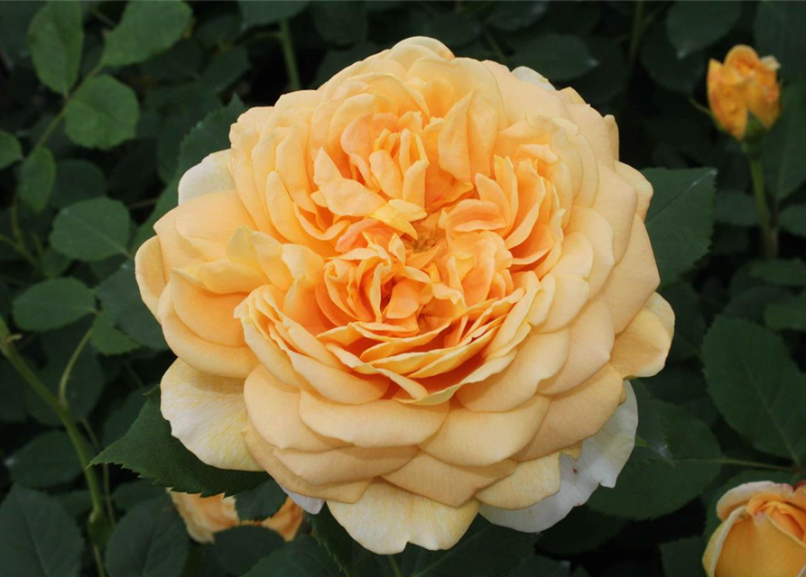 Strauchrose 'Golden Celebration'®