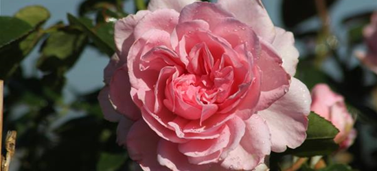 Strauchrose 'Alexandra - Princesse de Luxembourg'®