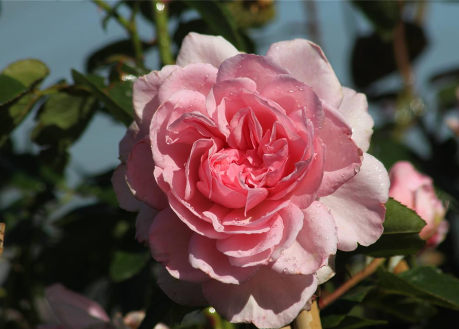 Strauchrose 'Alexandra - Princesse de Luxembourg'®