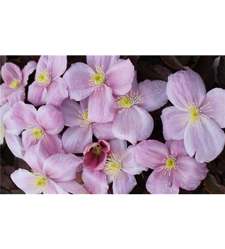 Clematis montana 'Tetrarose'