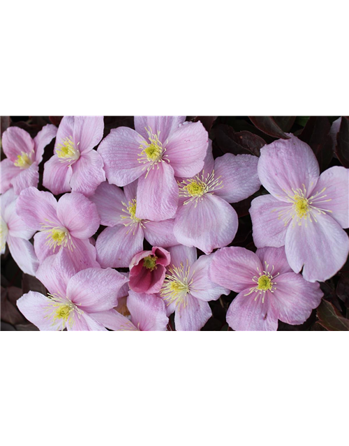 Clematis montana 'Tetrarose'