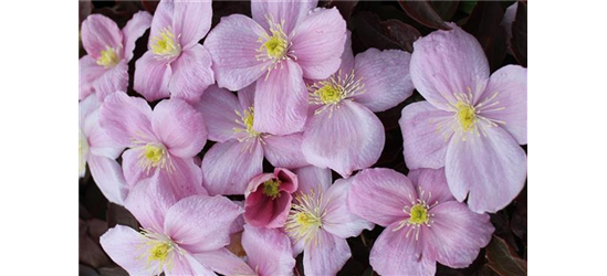 Clematis montana 'Tetrarose'