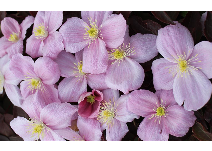 Clematis montana 'Tetrarose'