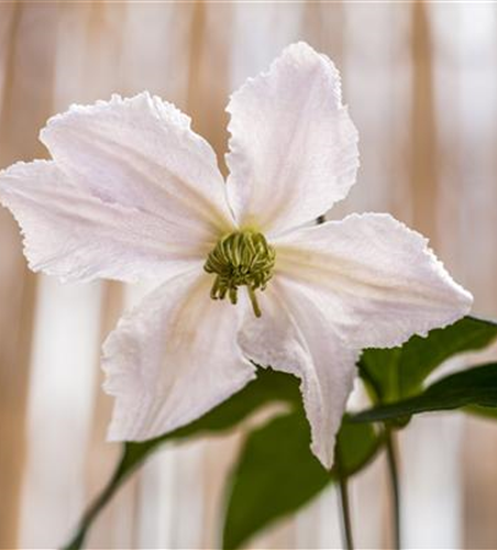 Clematis viticella 'Alba Luxurians'