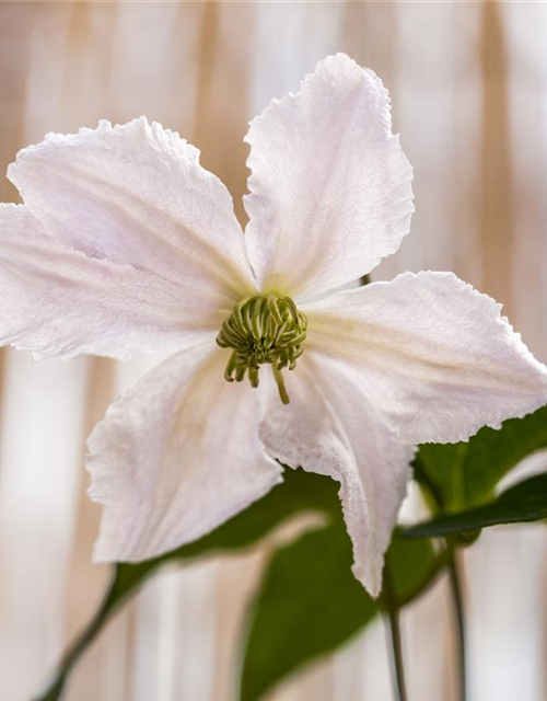 Clematis viticella 'Alba Luxurians'