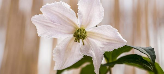 Clematis viticella 'Alba Luxurians'