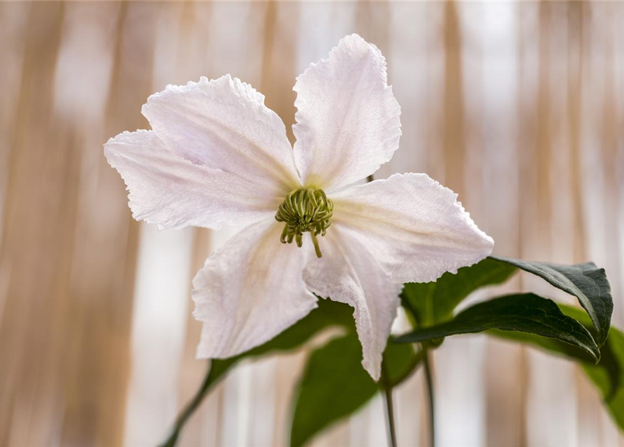 Clematis viticella 'Alba Luxurians'