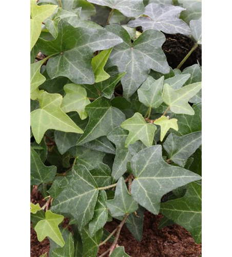 Hedera helix