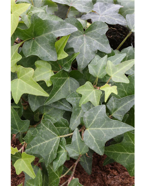 Hedera helix