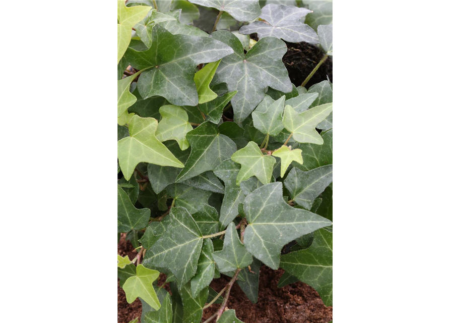 Hedera helix