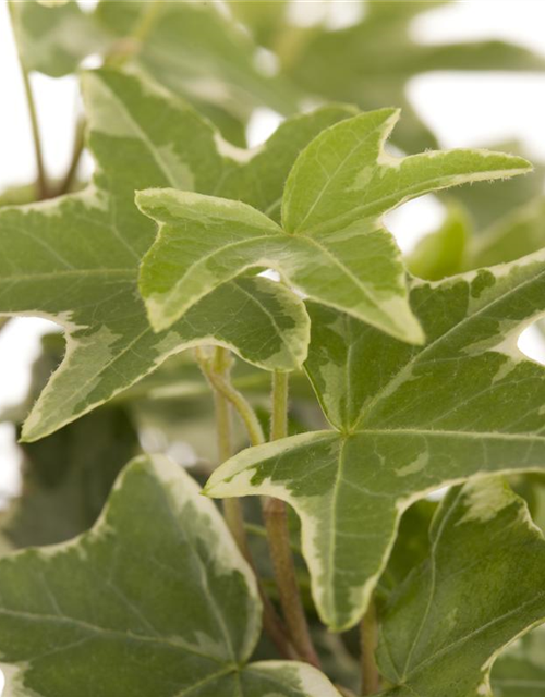 Hedera helix