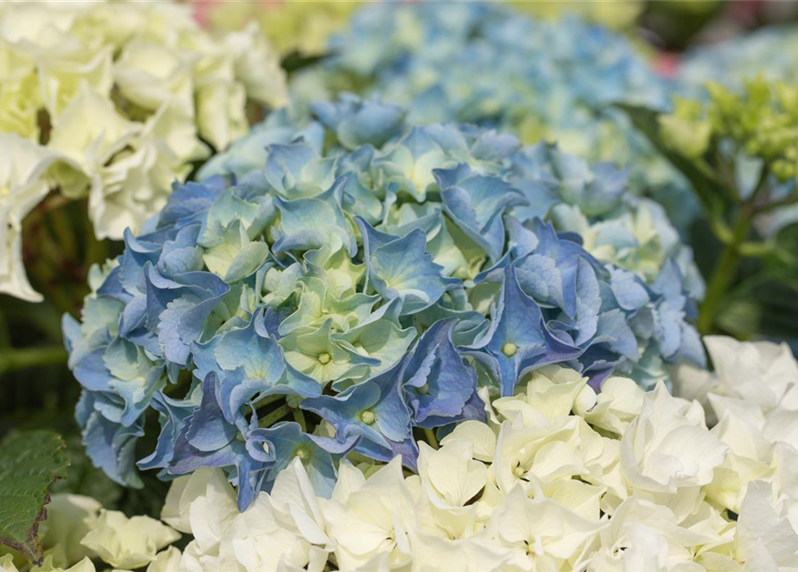 Hydrangea macrophylla 'Three Sisters'®