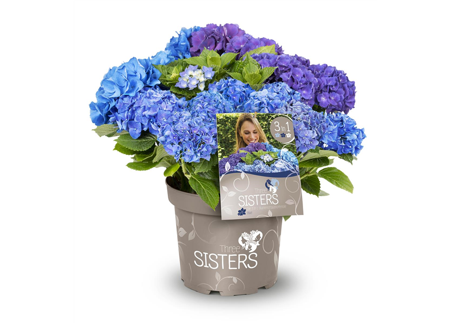 Hydrangea macrophylla 'Three Sisters'®