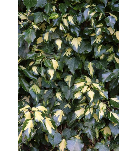 Hedera helix 'Goldheart'