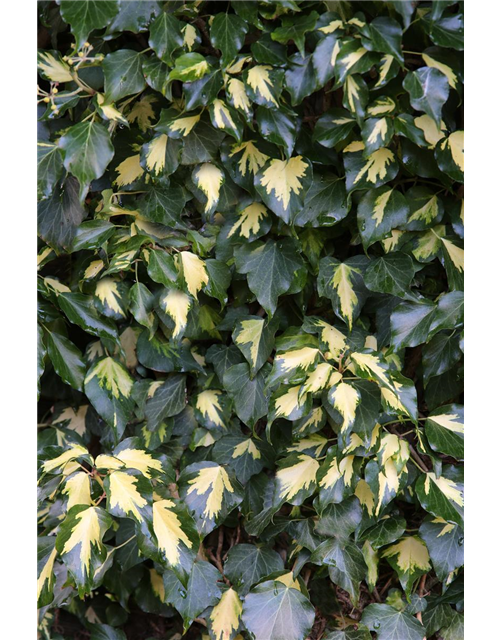 Hedera helix 'Goldheart'