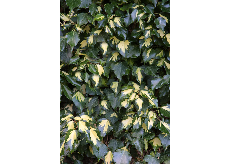 Hedera helix 'Goldheart'