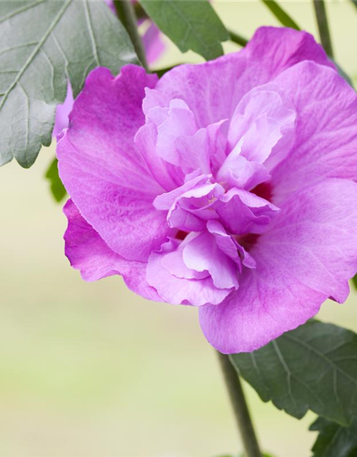 Hibiscus syriacus 'Purple Ruffles'®