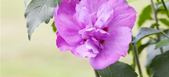 Hibiscus syriacus 'Purple Ruffles'®