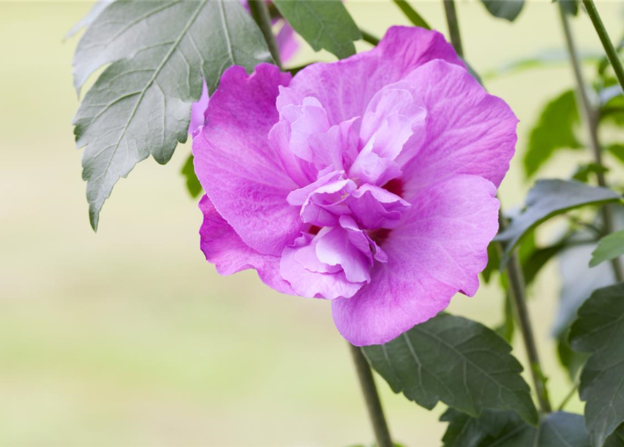 Hibiscus syriacus 'Purple Ruffles'®