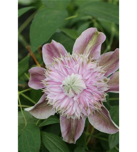 Clematis hybrida 'Josephine'®