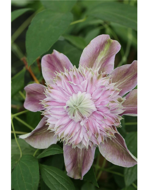 Clematis hybrida 'Josephine'®