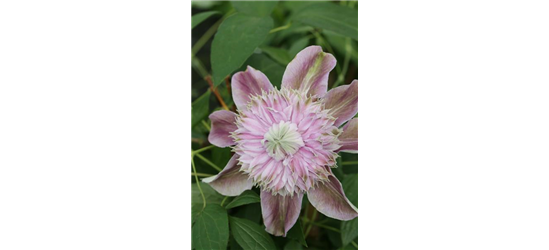 Clematis hybrida 'Josephine'®