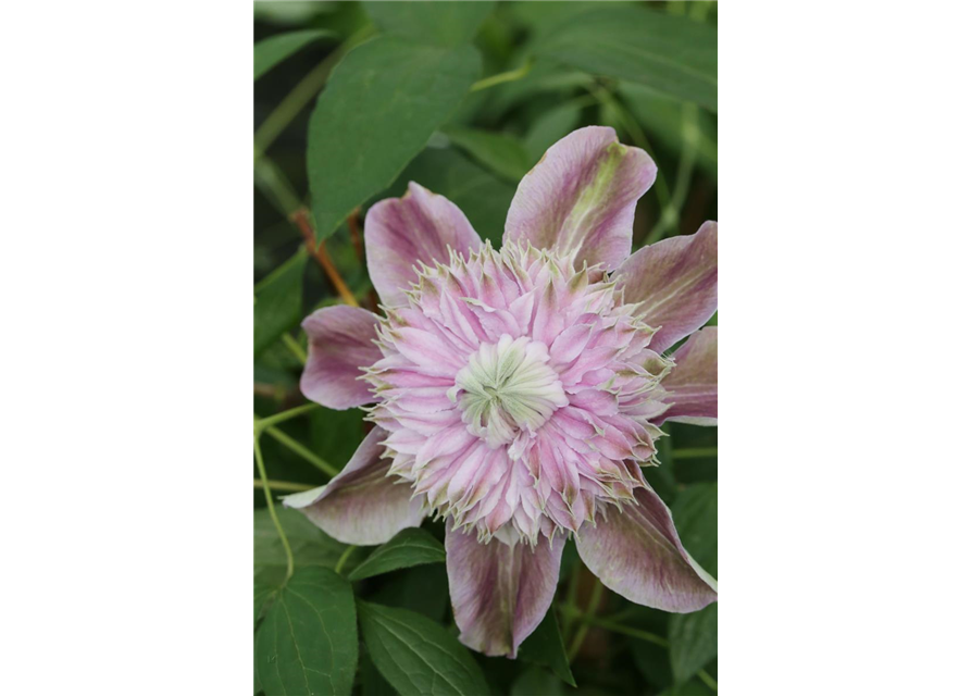 Clematis hybrida 'Josephine'®