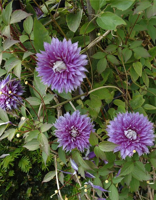 Clematis hybrida 'Josephine'®