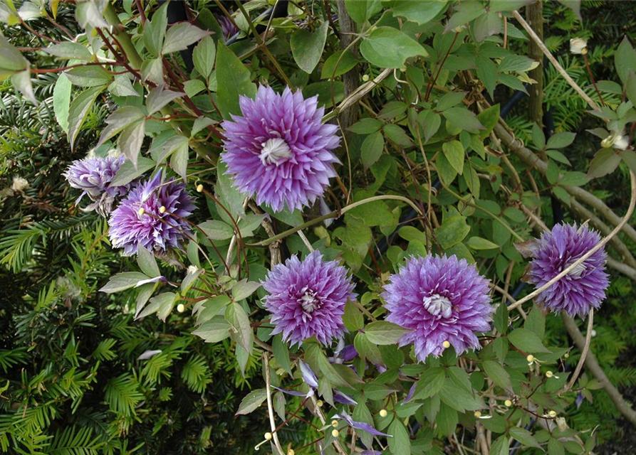 Clematis hybrida 'Josephine'®