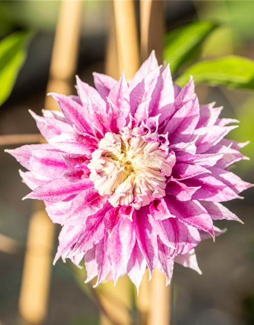 Clematis hybrida 'Josephine'®