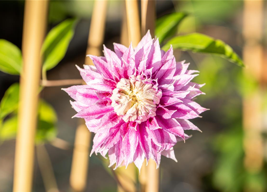 Clematis hybrida 'Josephine'®