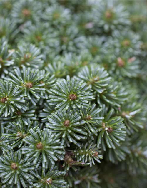 Abies koreana 'Brillant'