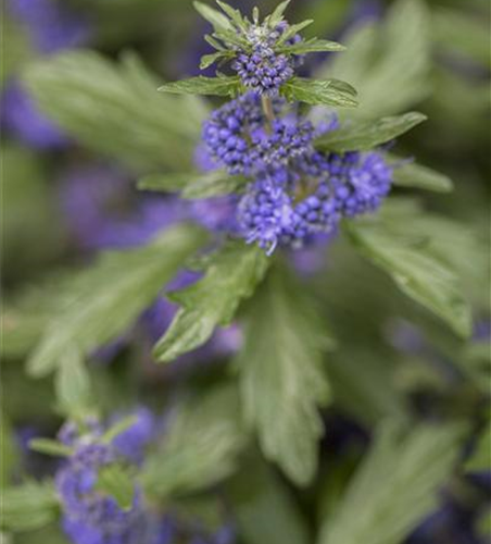 Caryopteris clandonensis 'Blue Balloon'®