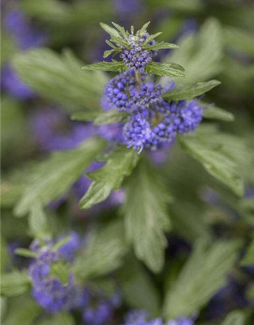 Caryopteris clandonensis 'Blue Balloon'®