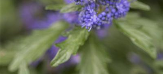 Caryopteris clandonensis 'Blue Balloon'®