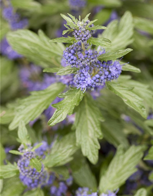 Caryopteris clandonensis 'Blue Balloon'®