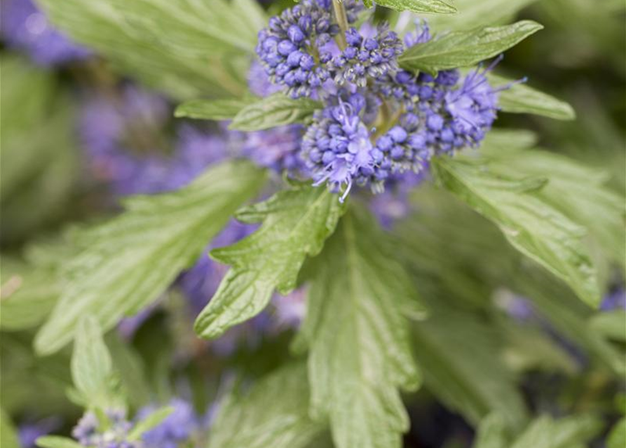 Caryopteris clandonensis 'Blue Balloon'®