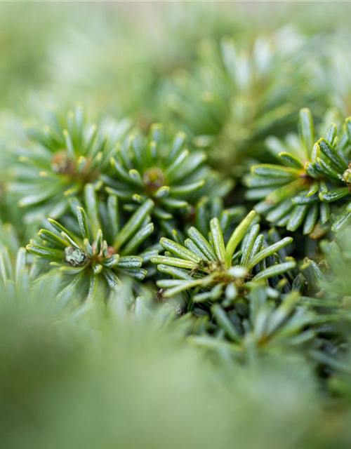 Abies koreana 'Brillant'