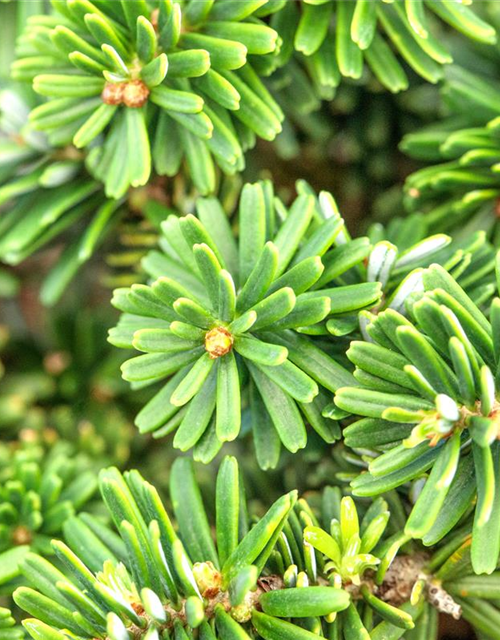 Abies koreana 'Brillant'