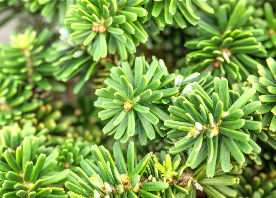 Abies koreana 'Brillant'