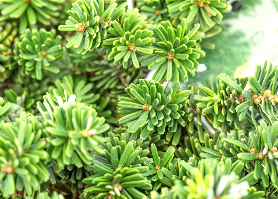 Abies koreana 'Brillant'