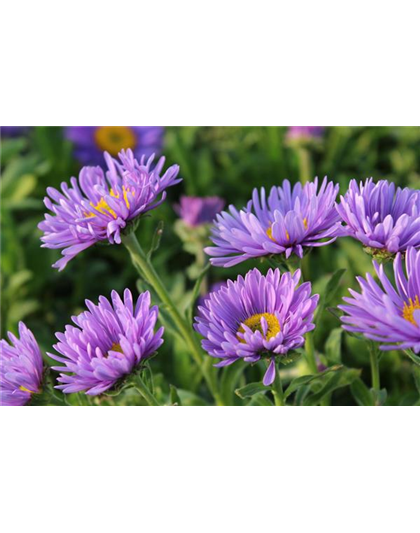 Aster alpinus 'Dunkle Schöne'