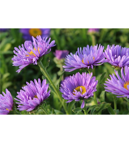 Aster alpinus 'Dunkle Schöne'