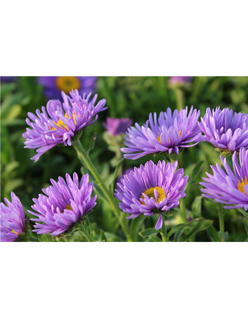 Aster alpinus 'Dunkle Schöne'