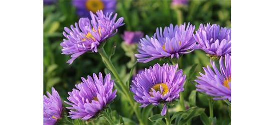 Aster alpinus 'Dunkle Schöne'