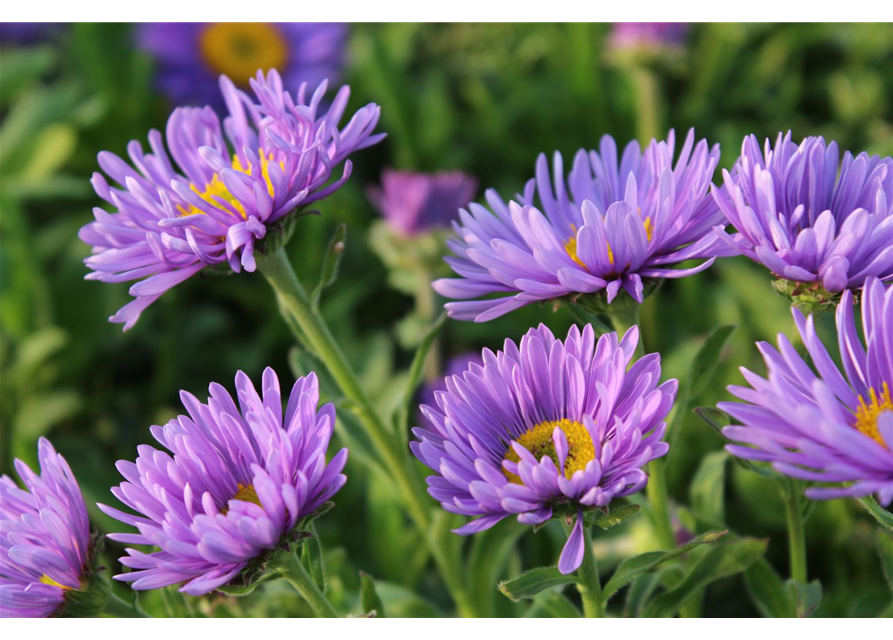 Aster alpinus 'Dunkle Schöne'