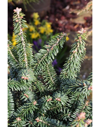 Abies balsamea 'Nana'